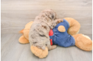 Friendly Poodle Purebred Pup