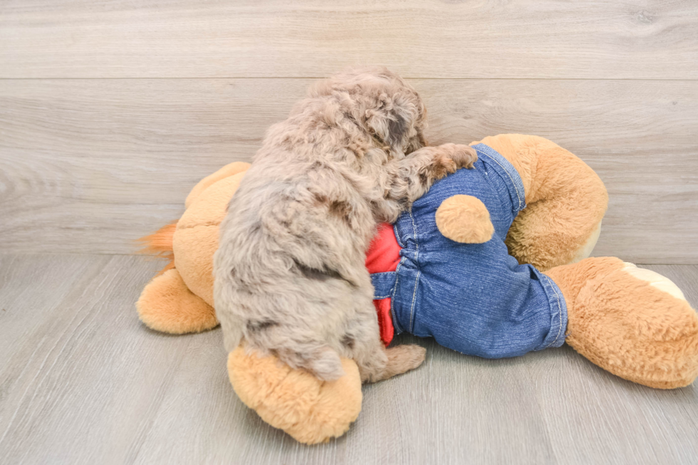 Friendly Poodle Purebred Pup