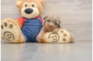 Akc Registered Poodle Purebred Pup