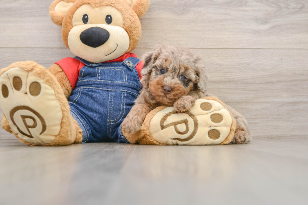Akc Registered Poodle Purebred Pup