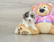 7 week old Poodle Puppy For Sale - Florida Fur Babies