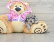 6 week old Poodle Puppy For Sale - Florida Fur Babies