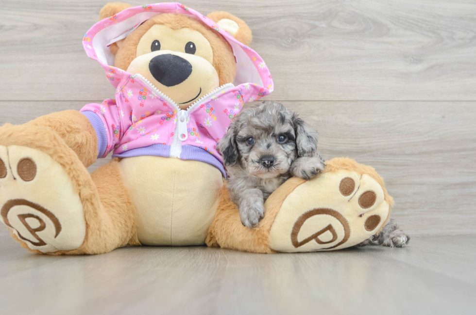 5 week old Poodle Puppy For Sale - Florida Fur Babies