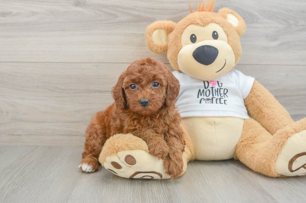 6 week old Poodle Puppy For Sale - Florida Fur Babies