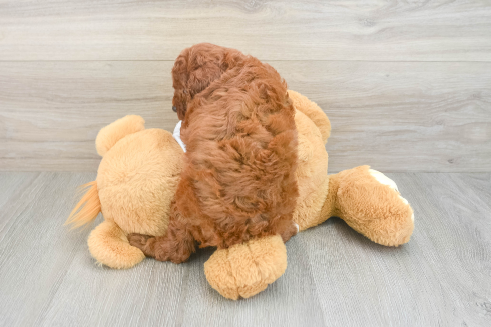 Poodle Pup Being Cute