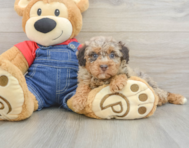 7 week old Poodle Puppy For Sale - Florida Fur Babies