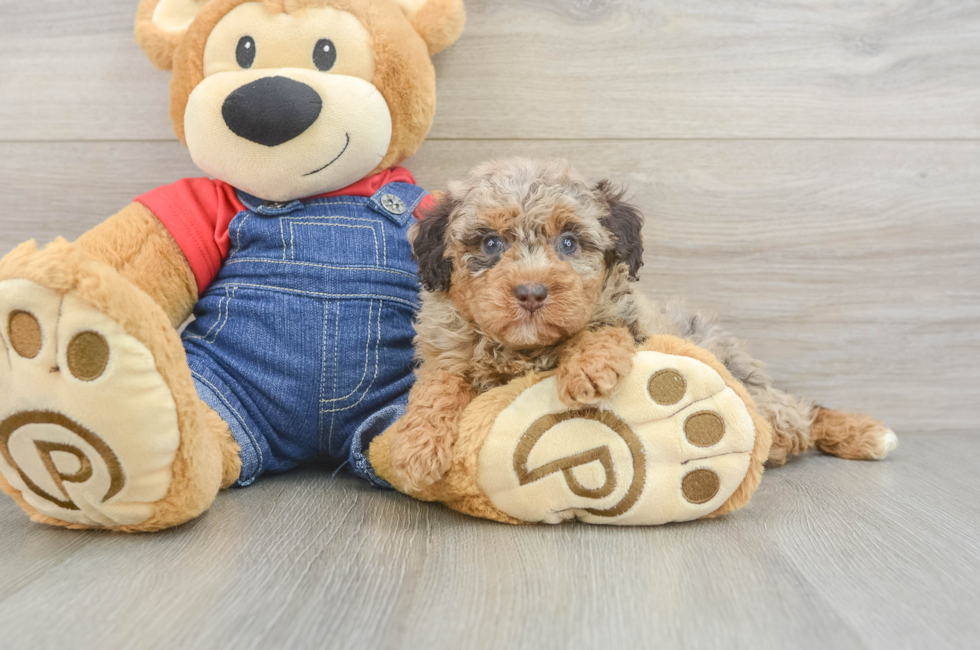 6 week old Poodle Puppy For Sale - Florida Fur Babies
