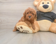 6 week old Poodle Puppy For Sale - Florida Fur Babies