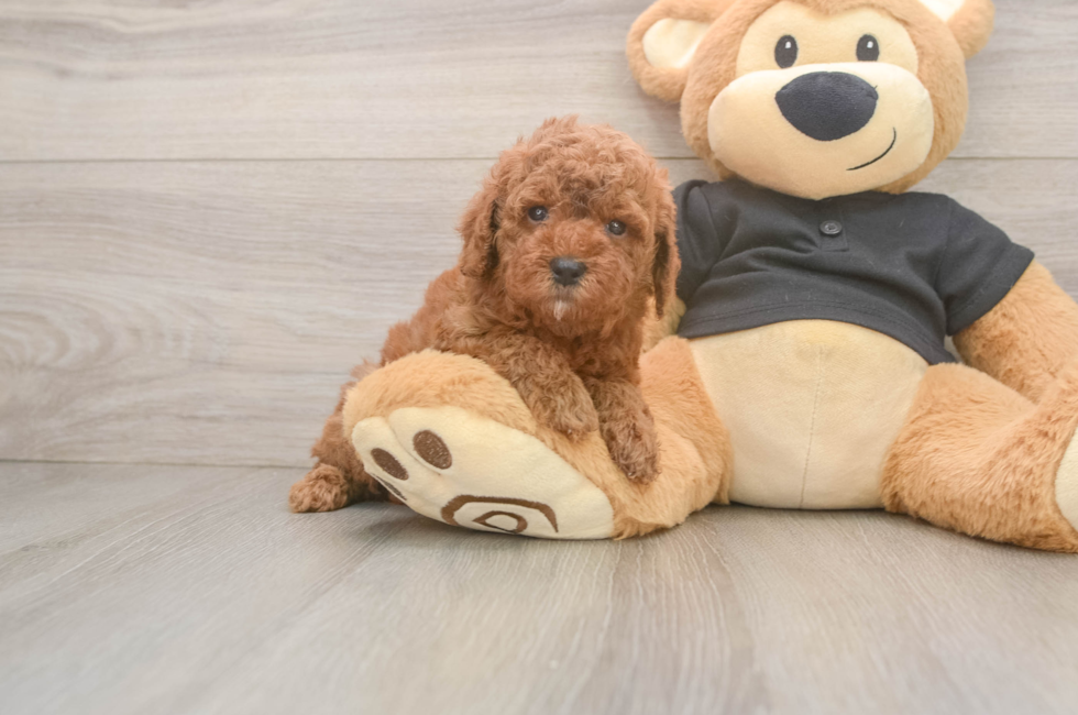 5 week old Poodle Puppy For Sale - Florida Fur Babies