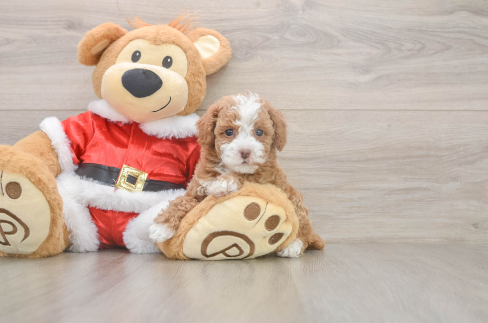 5 week old Poodle Puppy For Sale - Florida Fur Babies