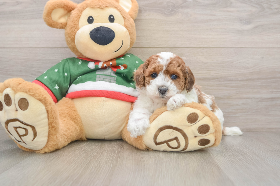 5 week old Poodle Puppy For Sale - Florida Fur Babies