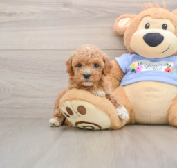 7 week old Poodle Puppy For Sale - Florida Fur Babies