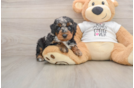 Best Poodle Baby