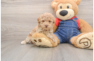 Funny Poodle Baby
