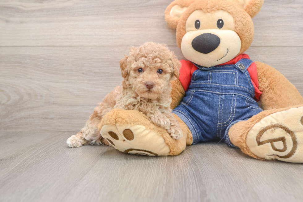 Funny Poodle Baby