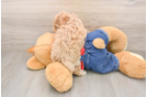 Funny Poodle Purebred Pup