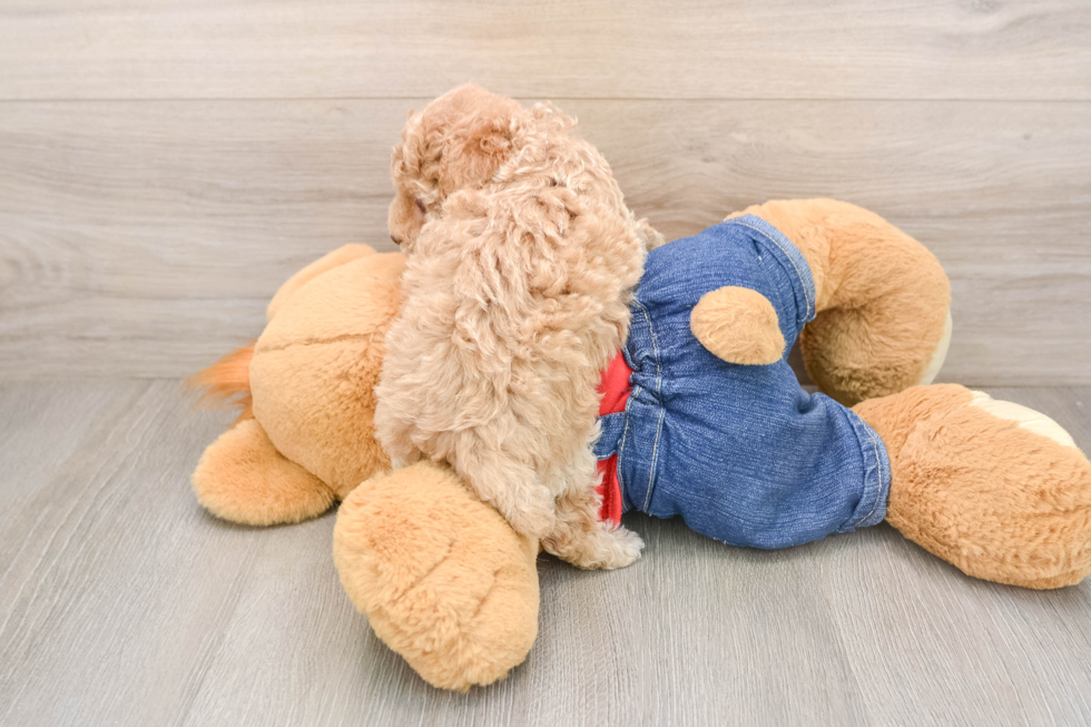 Funny Poodle Purebred Pup