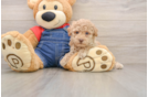 Poodle Pup Being Cute