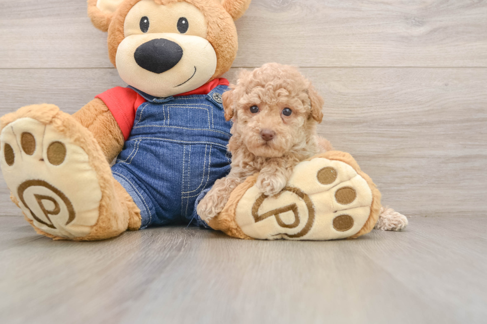 Poodle Pup Being Cute