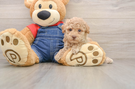 Poodle Pup Being Cute