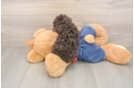 Poodle Puppy for Adoption