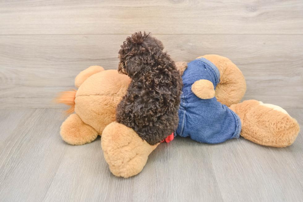 Poodle Puppy for Adoption