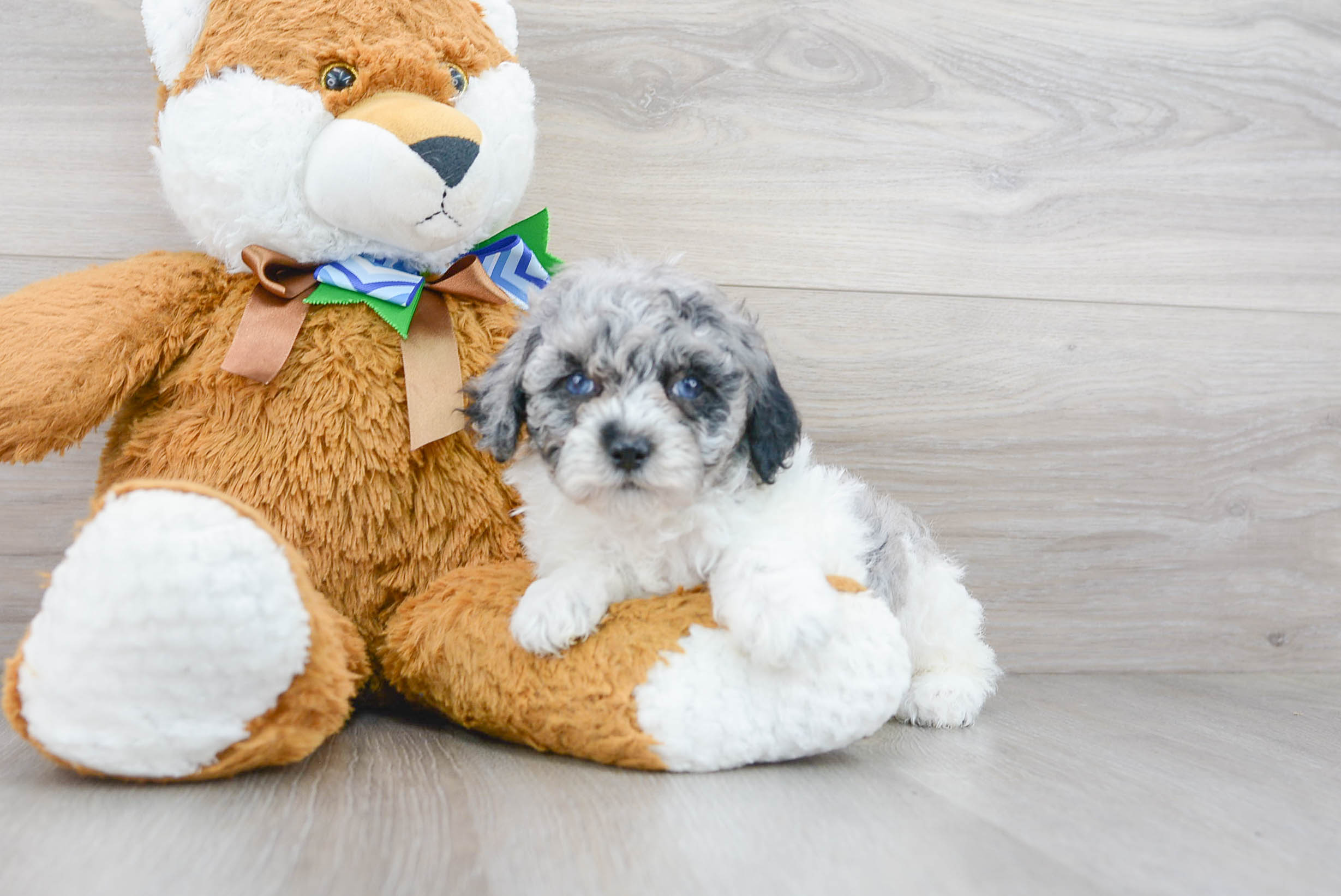 Cute Poodle Purebred Pup