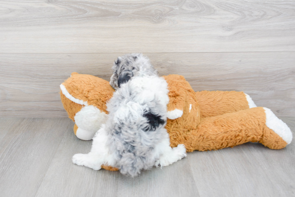 Poodle Puppy for Adoption