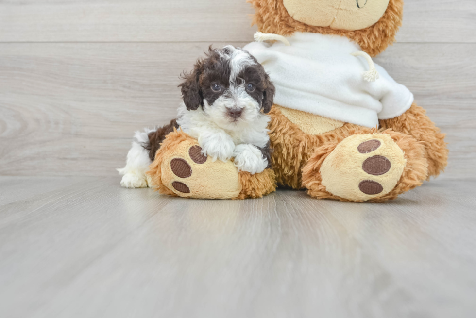 Poodle Pup Being Cute
