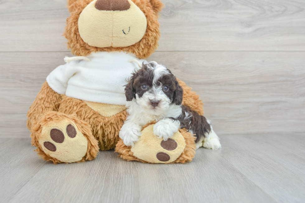 Hypoallergenic Poodle Baby