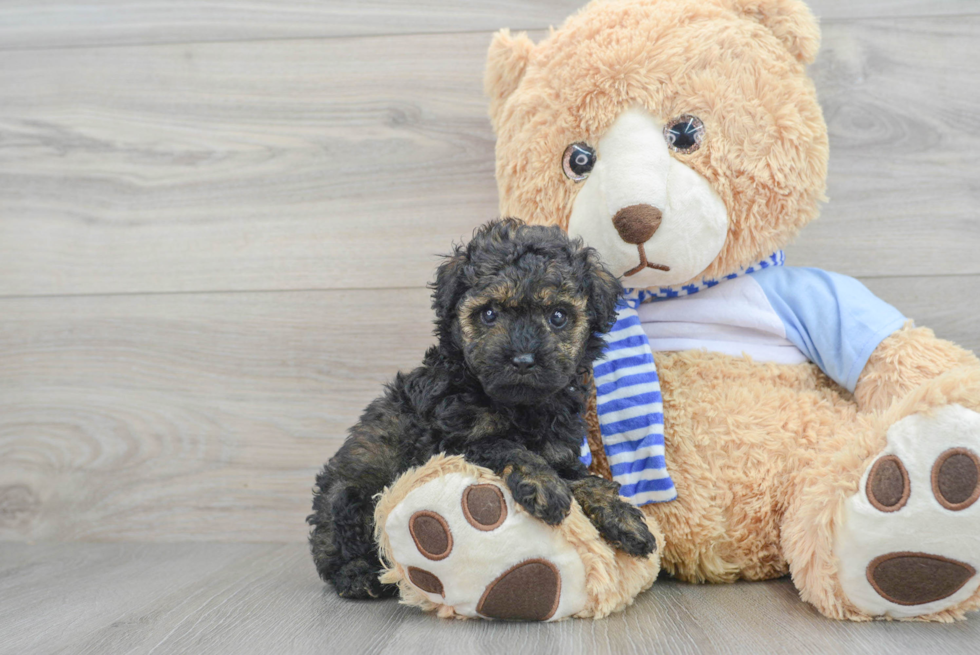 Friendly Poodle Purebred Pup
