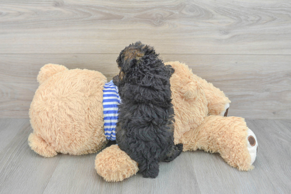Popular Poodle Baby