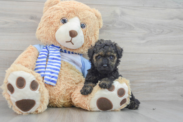 Popular Poodle Purebred Pup