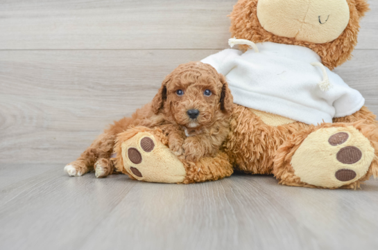 Best Poodle Baby