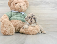 7 week old Poodle Puppy For Sale - Florida Fur Babies