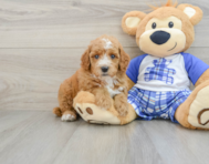 8 week old Poodle Puppy For Sale - Florida Fur Babies