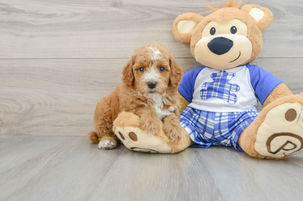 6 week old Poodle Puppy For Sale - Florida Fur Babies