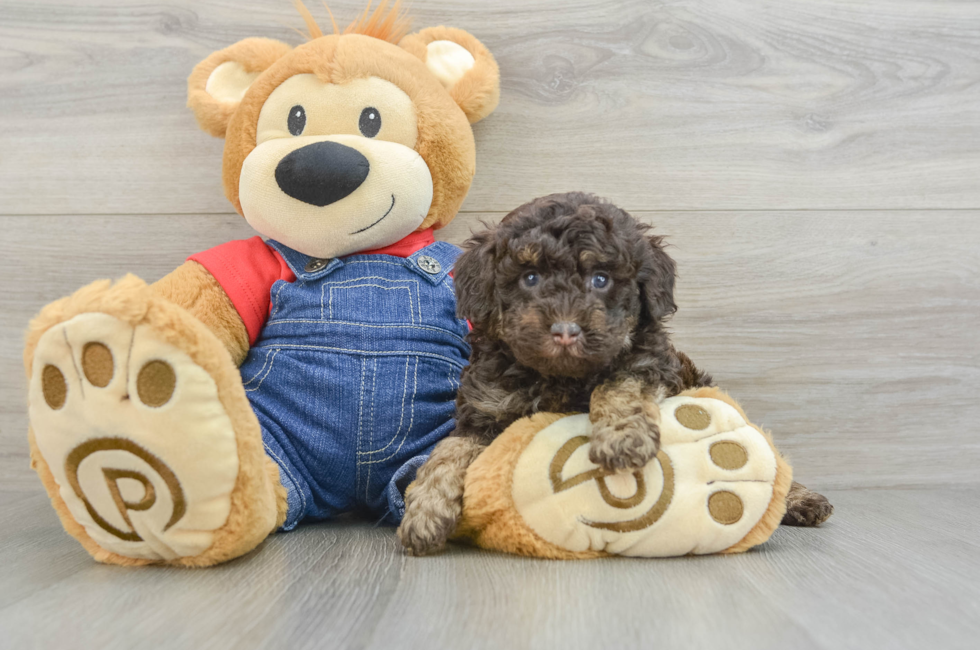 5 week old Poodle Puppy For Sale - Florida Fur Babies