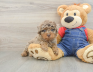 7 week old Poodle Puppy For Sale - Florida Fur Babies