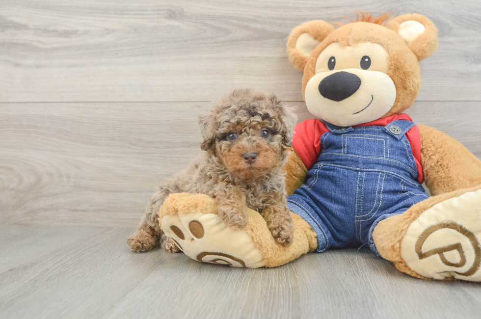 6 week old Poodle Puppy For Sale - Florida Fur Babies
