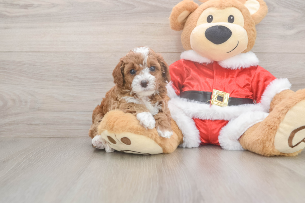 Poodle Puppy for Adoption