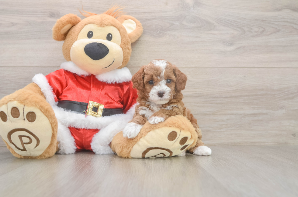 5 week old Poodle Puppy For Sale - Florida Fur Babies