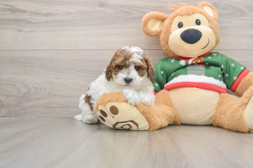 5 week old Poodle Puppy For Sale - Florida Fur Babies