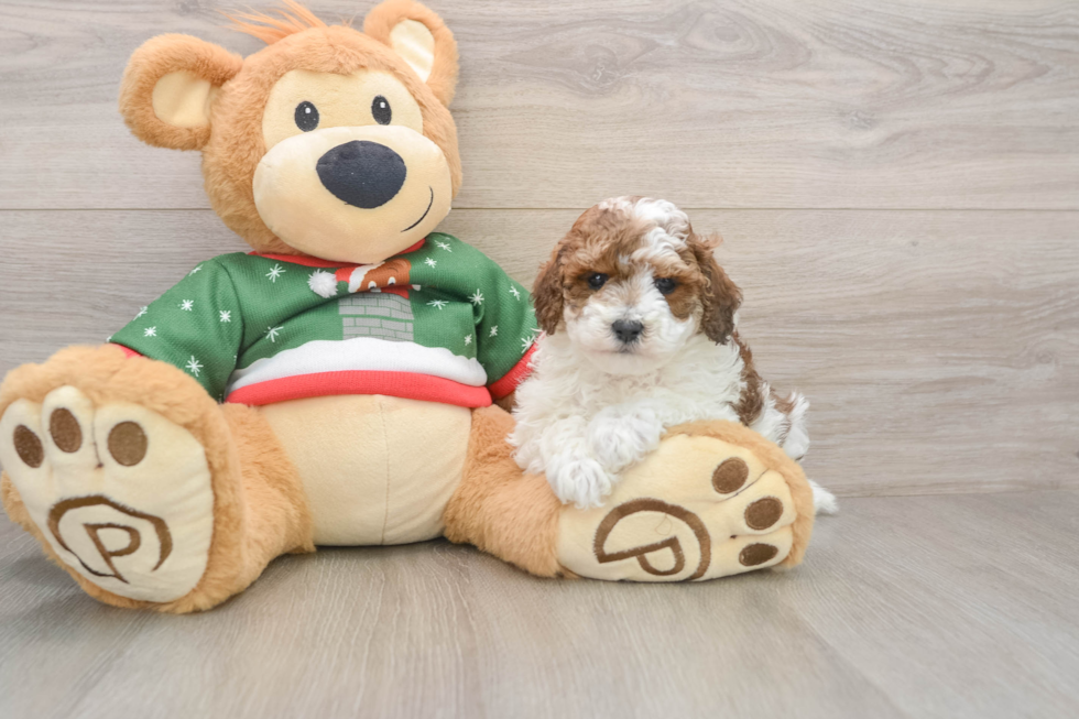 Poodle Pup Being Cute