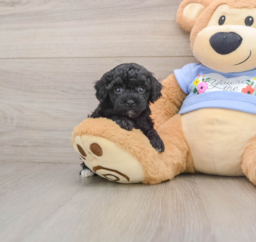 7 week old Poodle Puppy For Sale - Florida Fur Babies