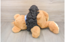 Small Poodle Purebred Pup