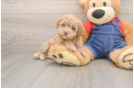 Best Poodle Baby