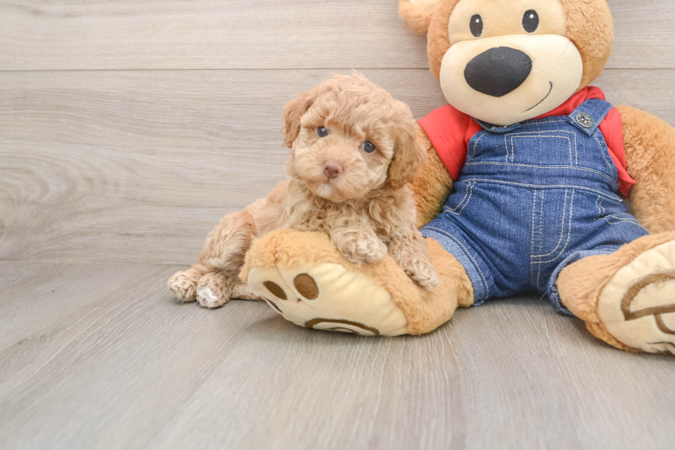 Best Poodle Baby
