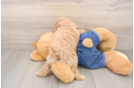 Best Poodle Baby