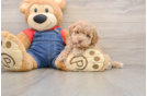 Popular Poodle Purebred Pup